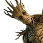 Groot