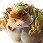 Meowtooth