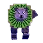 Pipi Kiwi