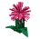 Firework Fern