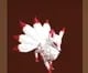 Uploaded image