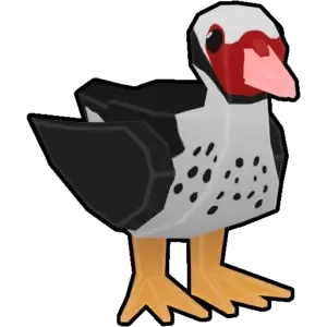 Muscovy Duck