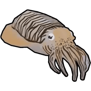 Cuttlefish