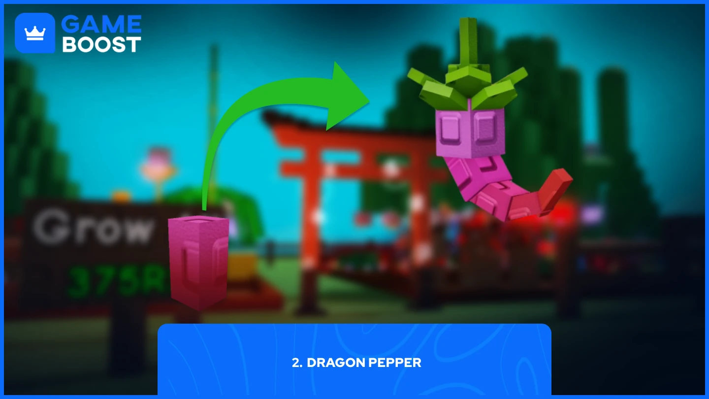 a picture of the Dragon Pepper seed & plant