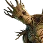 Groot