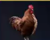 ☀️Chicken All materials MAX LEVEL☀️