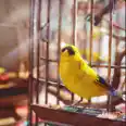 Avian Alarm All Materials for Levels 1–5