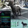 Armadoggo Adult Pair LVL 362 🔥100% IMPRINT🔥 [Choose a color] PVE Crossplay + Saddles 124 armor