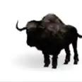 Bison, Top stats, Attached pictures-pve