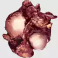 Official PVE Plant Species Seed -R1 Raw Meat x100