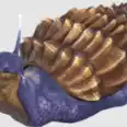 Official Pve Achatina (snail) x5-good for Storage poly & paste -Random color delivery