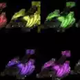 Official PVE Final Fire wyvern adult x8 100%IMPRNING STATS: HP9160 ST535 WE489 DMG2299 RANDOM GENDER/COLOR DELIVERY