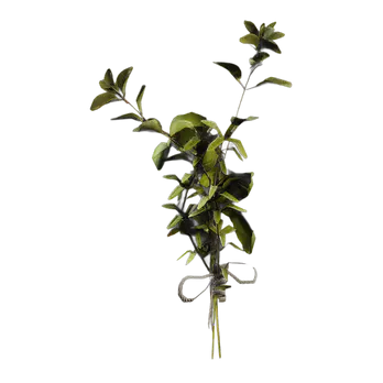 15x Great Mullein ▪️ ⚙️ Material ⚡24/7 Online🚀