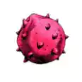 Rokakaka Seed 1-3 roka in a row