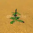 100x Dogbane herbs (DB) | bridger:WESTERN