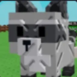 Raccoon