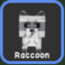 Raccon
