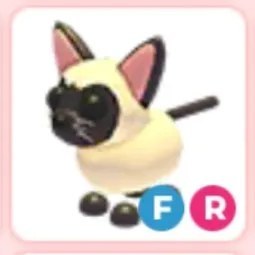 FR Siamese Cat