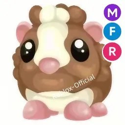 Chocolate Dutch Guinea Pig MFR