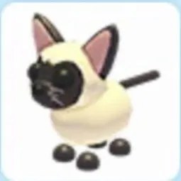 Siamese Cat Adm