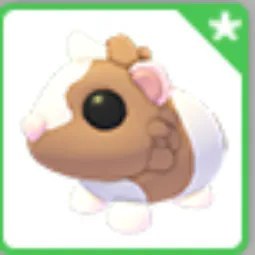 Chocolate Dutch Guinea Pig