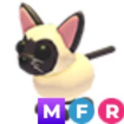 MFR Siamese Cat