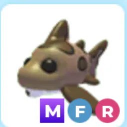 MFR Leopard Shark Adm