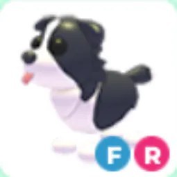FR Border Collie