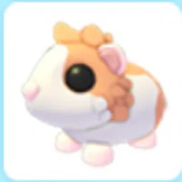Red Dutch Guinea Pig