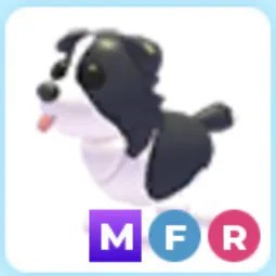 MFR Border Collie Adm