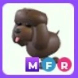 MFR Irish Water Spaniel