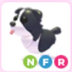 NFR Border Collie
