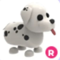 Dalmatian R