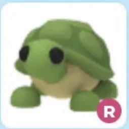 R Turtle Adm