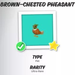 MFR Brown Chested Pheasant