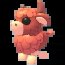 Angus Bull