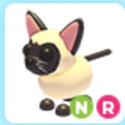 Siamese Cat NR
