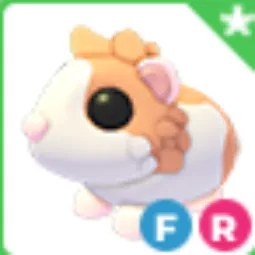 FR Red Dutch Guinea Pig