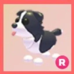 Border Collie
