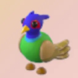 NFR Green Chested Pheasant