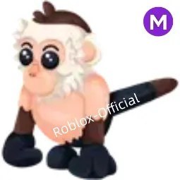 Capuchin Monkey M