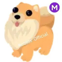 Pomeranian M