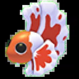 M Orange Betta Fish