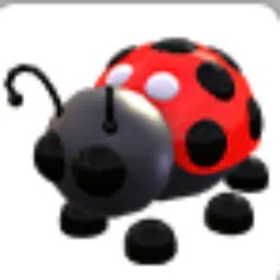 Ladybug