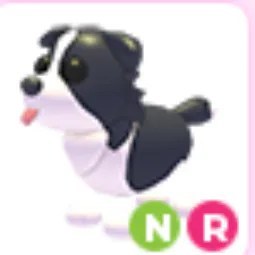 NR Border Collie