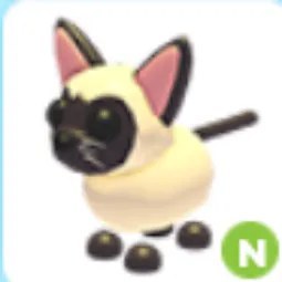 N Siamese Cat