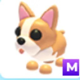 M French Bulldog