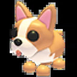 MR French Bulldog