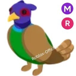Green chested Pheasant MR