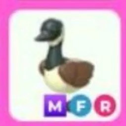 MFR Canadian Goose